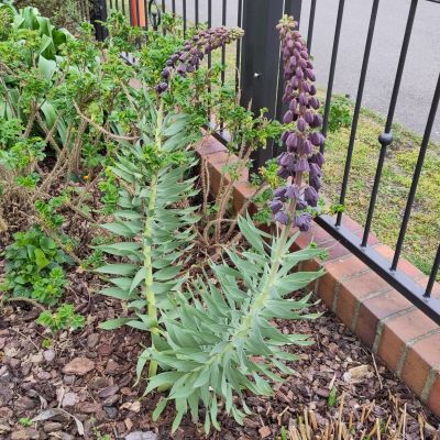 Zwei Persische Kaiserkronen in Blüte. Die Pflanzen bestehen jeweils aus einem langen Stängel, der unten mit lanzettlichen Blättern besetzt ist und oben mit zahllosen tief-lila, fast schwarzen nach unten geöffneten Blütenglocken besetzten ist.